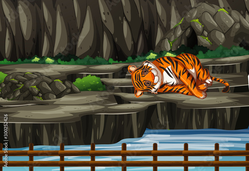 Scene with tiger in the zoo