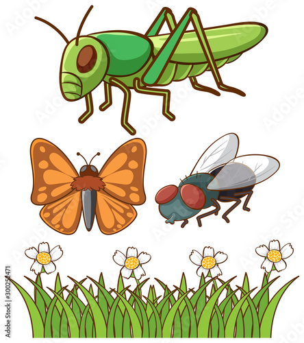 Isolated picture of different bugs