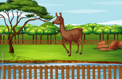 Scene with alpaca in the zoo