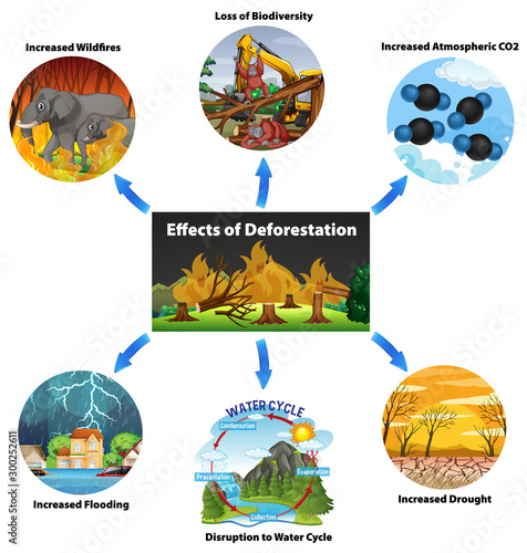 Chart showing effects of deforestation