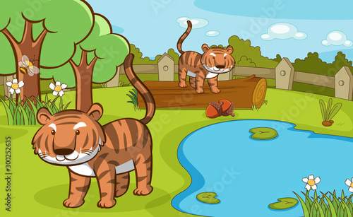 Scene with tigers in the park