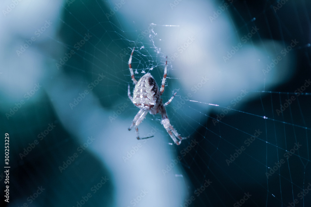 Spider in web, close-up. Cold tones photography. Halloween and horror theme. Spider in web, close-up. Cold tones photography. Halloween and horror theme.