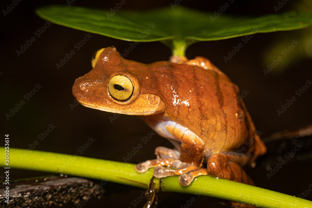 Obraz premium Blacksmith tree frog - Boana faber