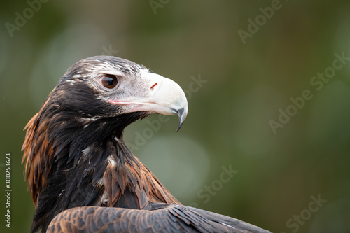 Close up profile shot of Wedge-Tailed Eagle - head, eye and beak photo