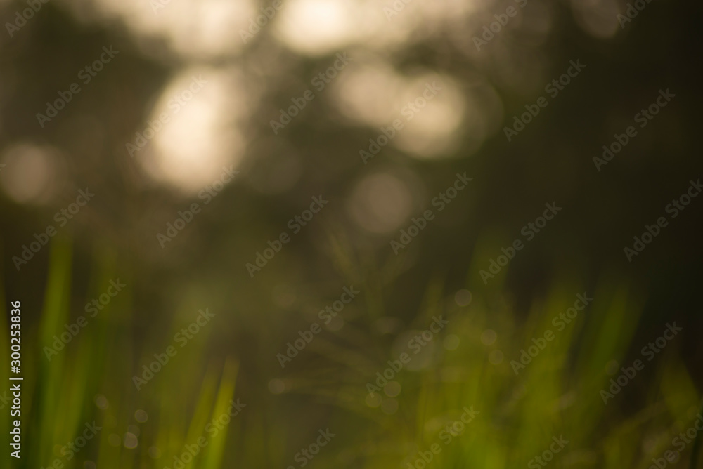 white bokeh abstract green background 