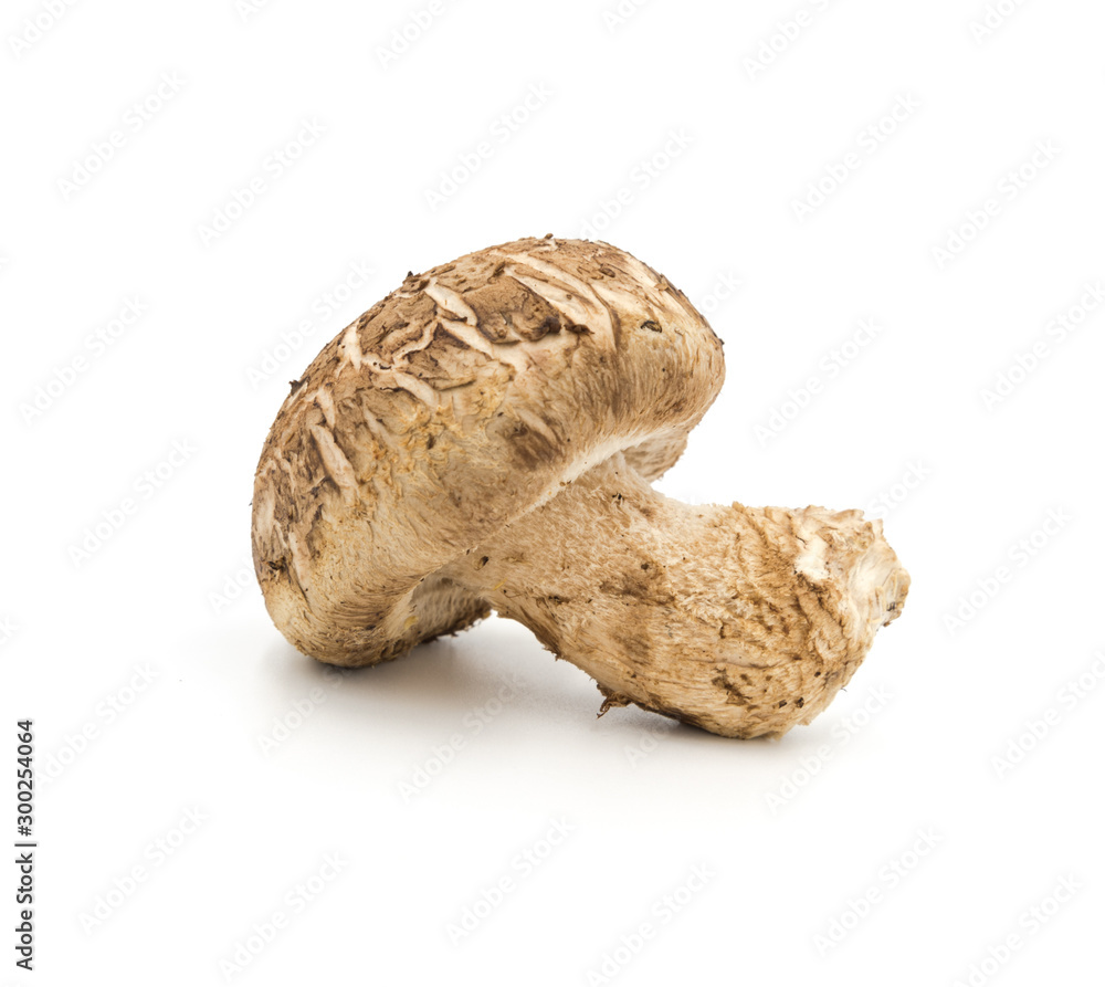 One fresh edible mushroom close-up isolated on a white background One fresh edible mushroom close-up isolated on a white background