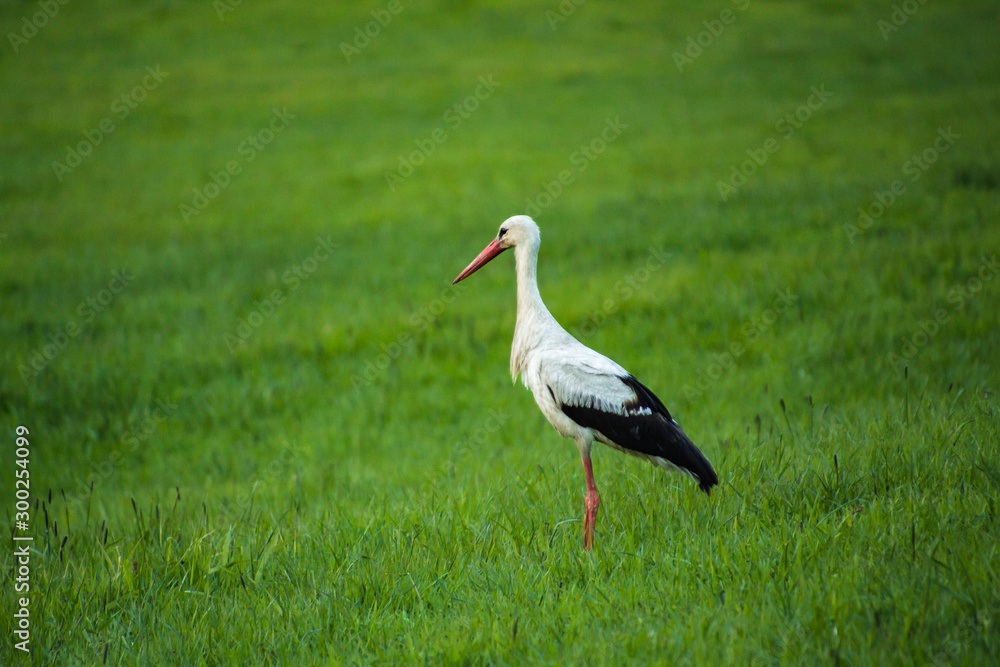 portrait of a stork (ciconia) in a meadow in the evening light at Hafling, South Tyrol/Italy portrait of a stork (ciconia) in a meadow in the evening light at Hafling, South Tyrol/Italy