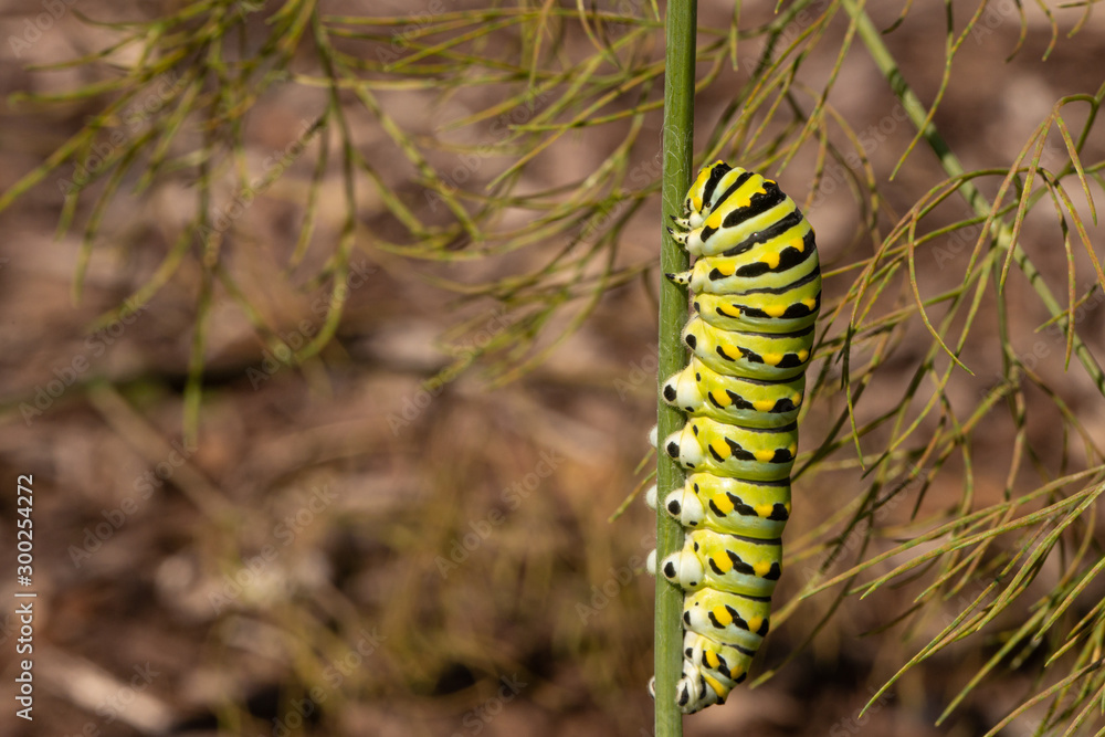 Black swallowtail caterpillar - Papilio polyxenes