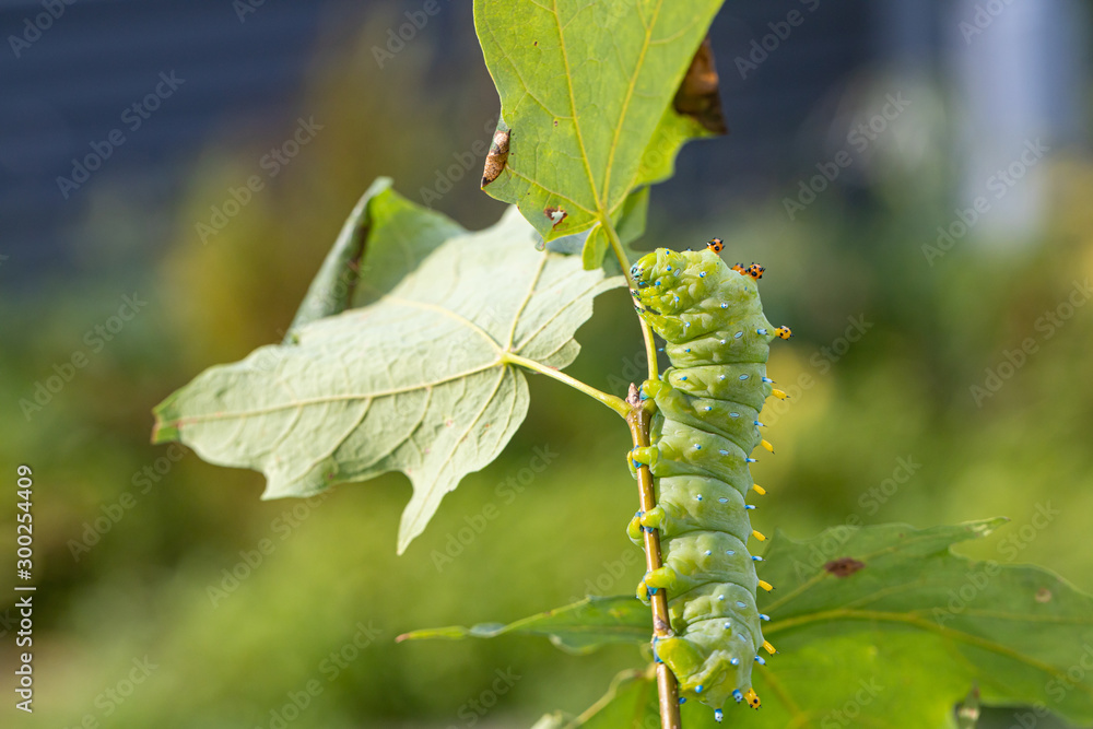 Cecropia moth caterpillar - Hyalophora cecropia Cecropia moth caterpillar - Hyalophora cecropia
