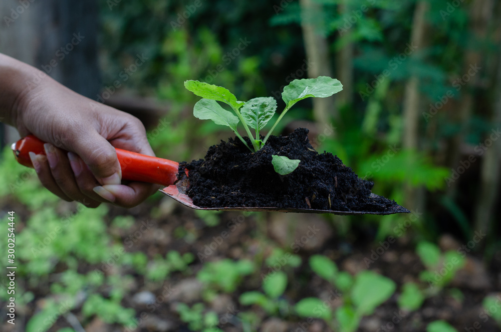 planting seedling in garden planting seedling in garden