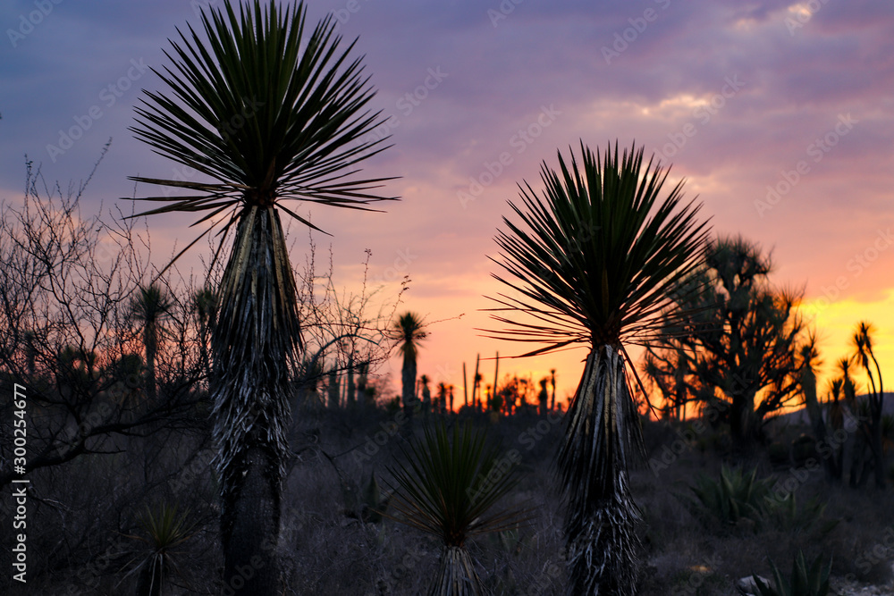 Desert landscape with desert palm at sunset in Mexico Desert landscape with desert palm at sunset in Mexico