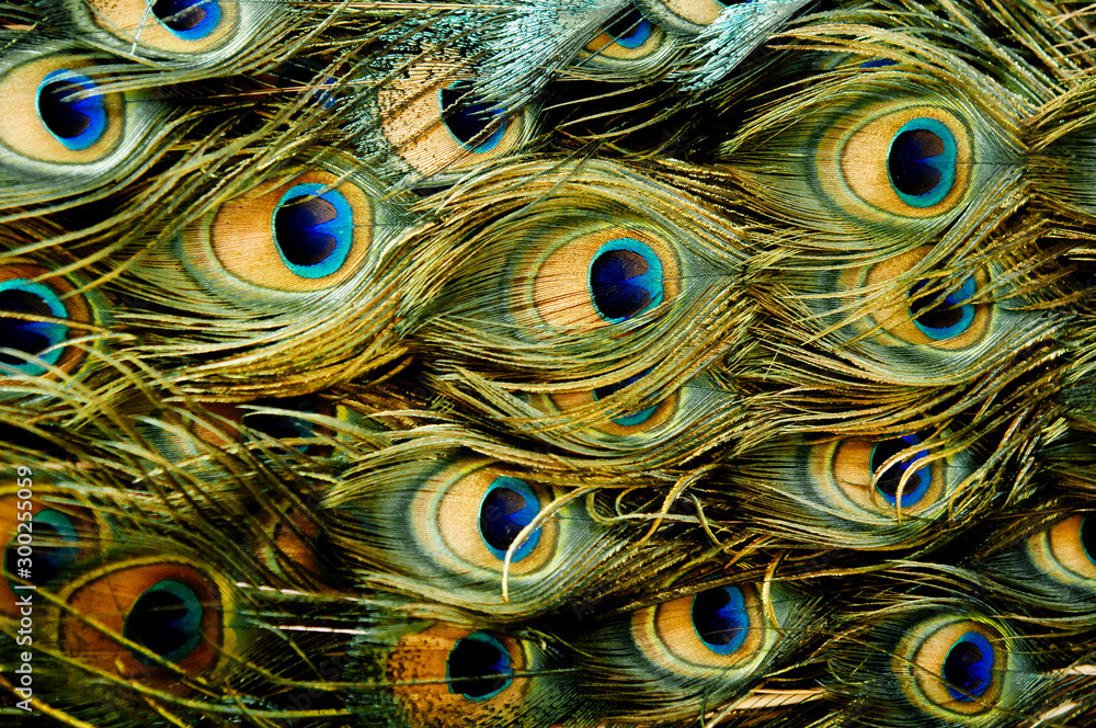 Obraz premium Natural Peacock feather turqoise golden coloured abstract background texture