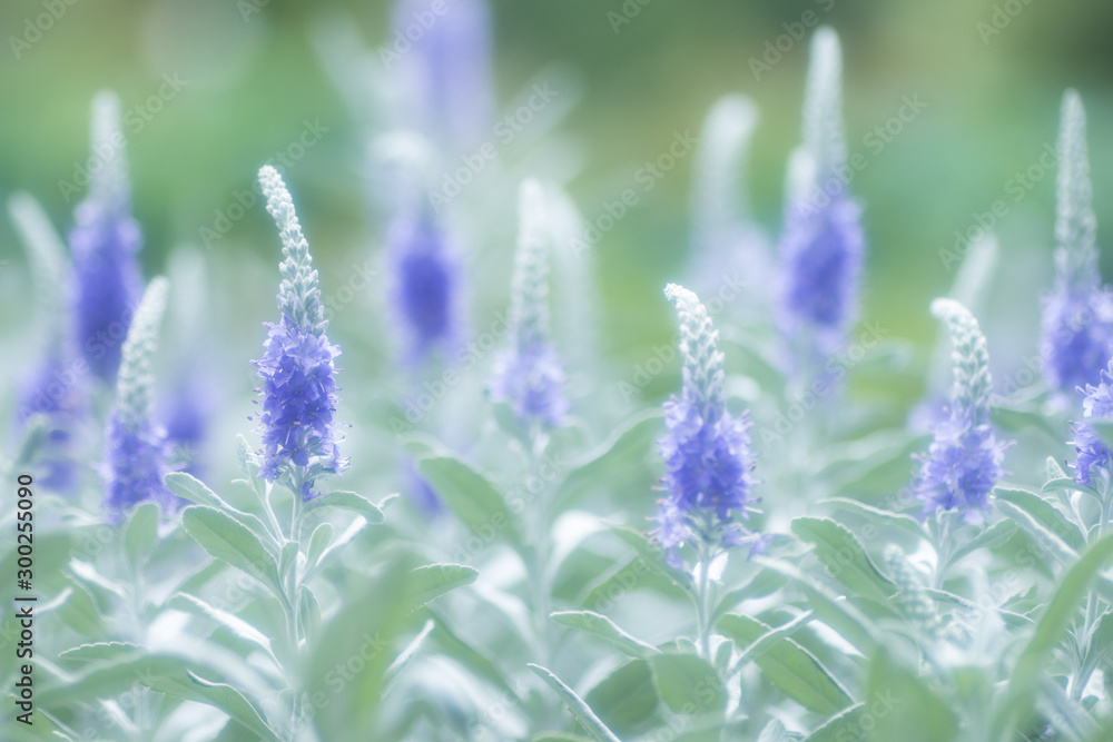 Naklejka premium トウテイラン 夏に咲く洞庭藍