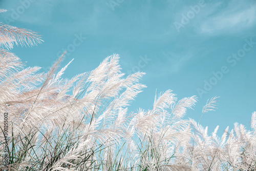 Fotografie grayish grass flower is blown by the wind on blue sky background