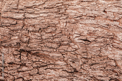 Old grungy wood bark tree trunk background natural texture