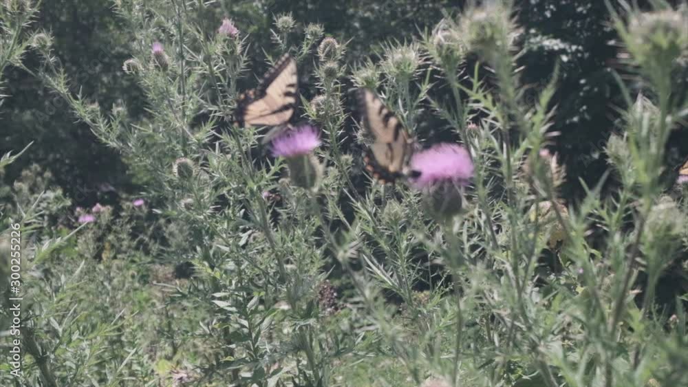 Butterflies and Milk THistle 9 Butterflies and Milk THistle 9