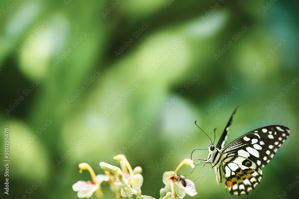Colorful butterflies sucking nectar on flowers in nature. Green background