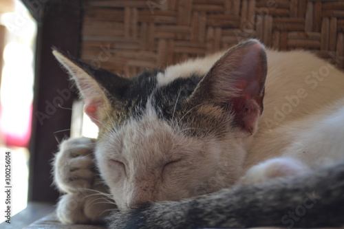 cat on a sofa