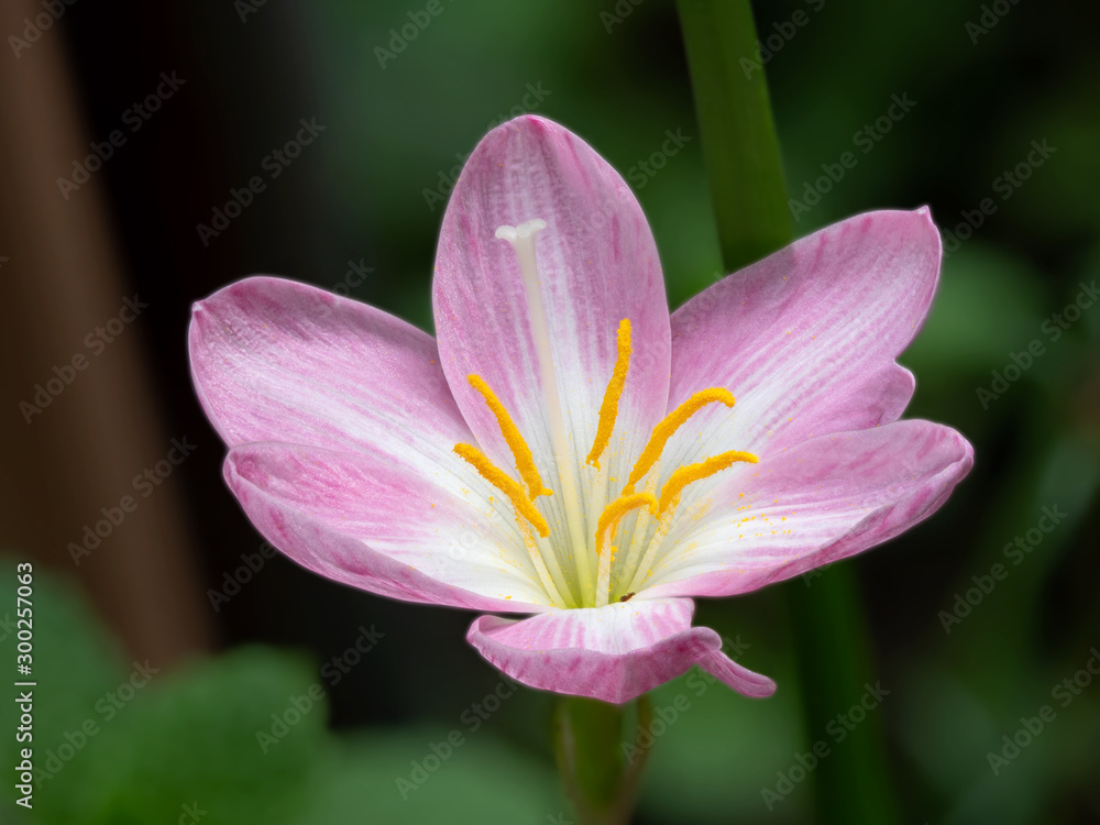 Macro Photo of Pink Flower Anatomy Isolated on Background Macro Photo of Pink Flower Anatomy Isolated on Background