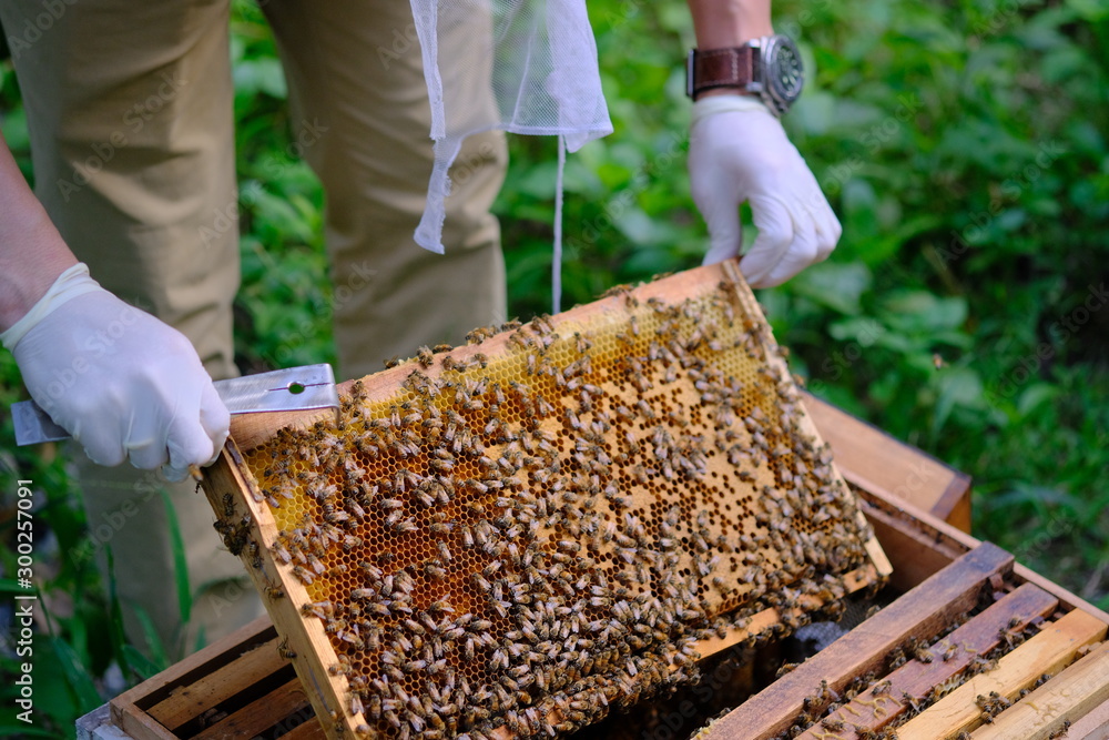 Honeycomb with bees and honey. Man holding huge honeycomb in his hand with a lot of bees on it. Beekeper at his work. Getting honey from the bee house. Nature, insects. Sweet. Apiculture. Beeswax. Honeycomb with bees and honey. Man holding huge honeycomb in his hand with a lot of bees on it. Beekeper at his work. Getting honey from the bee house. Nature, insects. Sweet. Apiculture. Beeswax.