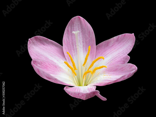 Macro Photography of Pink Flower Anatomy Isolated on Black Background with Clipping Path
