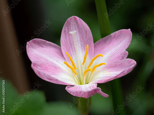 Macro Photo of Pink Flower Anatomy Isolated on Background
