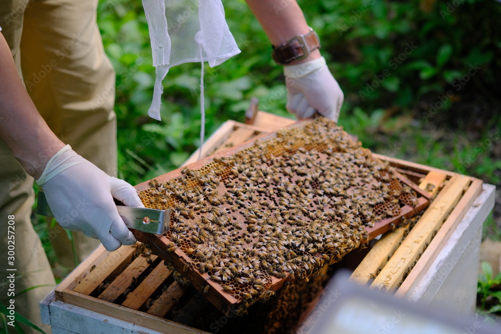Honeycomb with bees and honey. Man holding huge honeycomb in his hand with a lot of bees on it. Beekeper at his work. Getting honey from the bee house. Nature, insects. Sweet. Apiculture. Beeswax. Honeycomb with bees and honey. Man holding huge honeycomb in his hand with a lot of bees on it. Beekeper at his work. Getting honey from the bee house. Nature, insects. Sweet. Apiculture. Beeswax.
