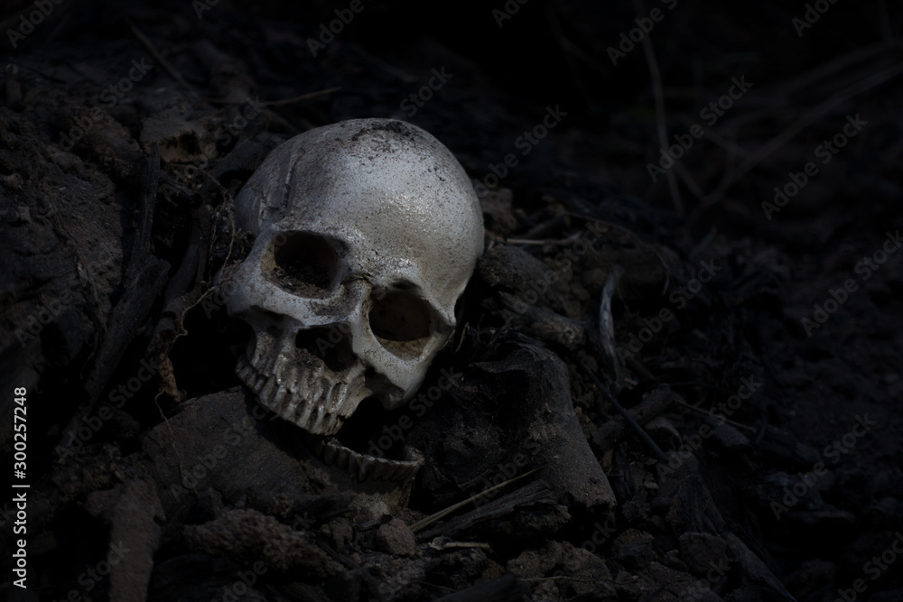 Skull and bones digged from pit in the scary graveyard / Still life and art image Skull and bones digged from pit in the scary graveyard / Still life and art image
