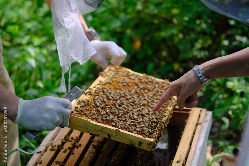 Honeycomb with bees and honey. Man holding huge honeycomb in his hand with a lot of bees on it. Beekeper at his work. Getting honey from the bee house. Nature, insects. Sweet. Apiculture. Beeswax. Honeycomb with bees and honey. Man holding huge honeycomb in his hand with a lot of bees on it. Beekeper at his work. Getting honey from the bee house. Nature, insects. Sweet. Apiculture. Beeswax.