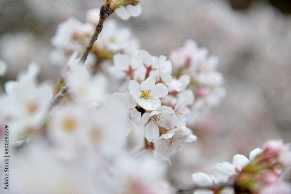 桜