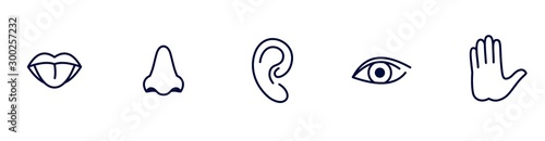 five senses icons, taste, hearing, sight, smell and touch illustration photo