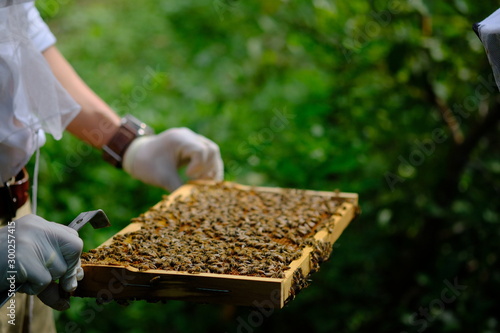 Honeycomb with bees and honey. Man holding huge honeycomb in his hand with a lot of bees on it. Beekeper at his work. Getting honey from the bee house. Nature, insects. Sweet. Apiculture. Beeswax. photo