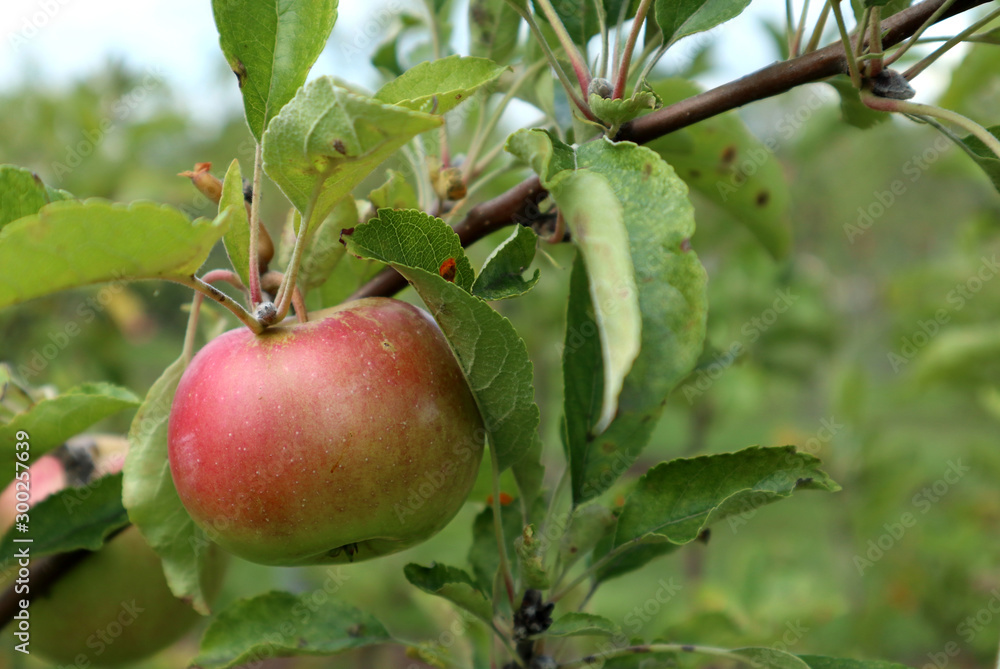Organic Apple Organic Apple
