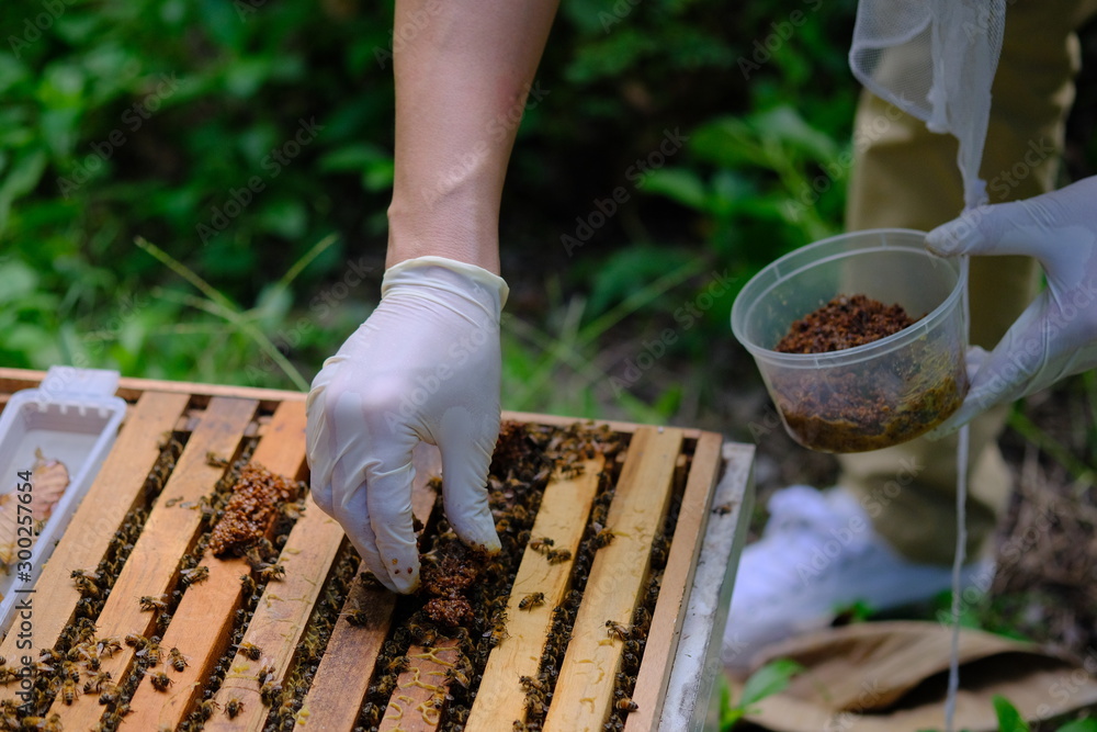 Huge lot of sweet selling honey