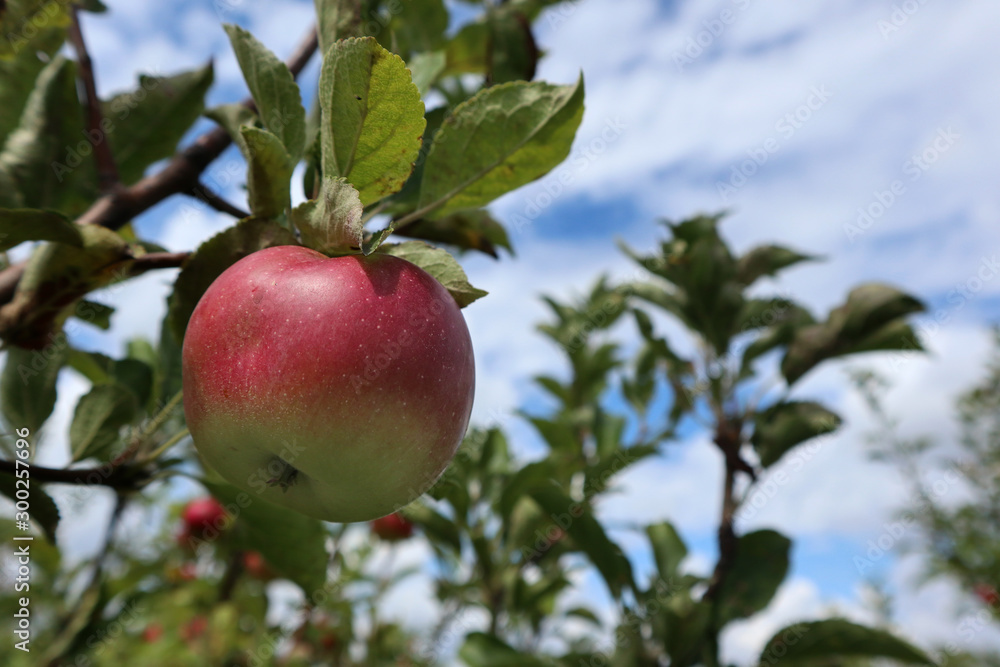 Organic apple