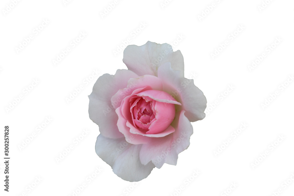 Fototapeta premium Rose