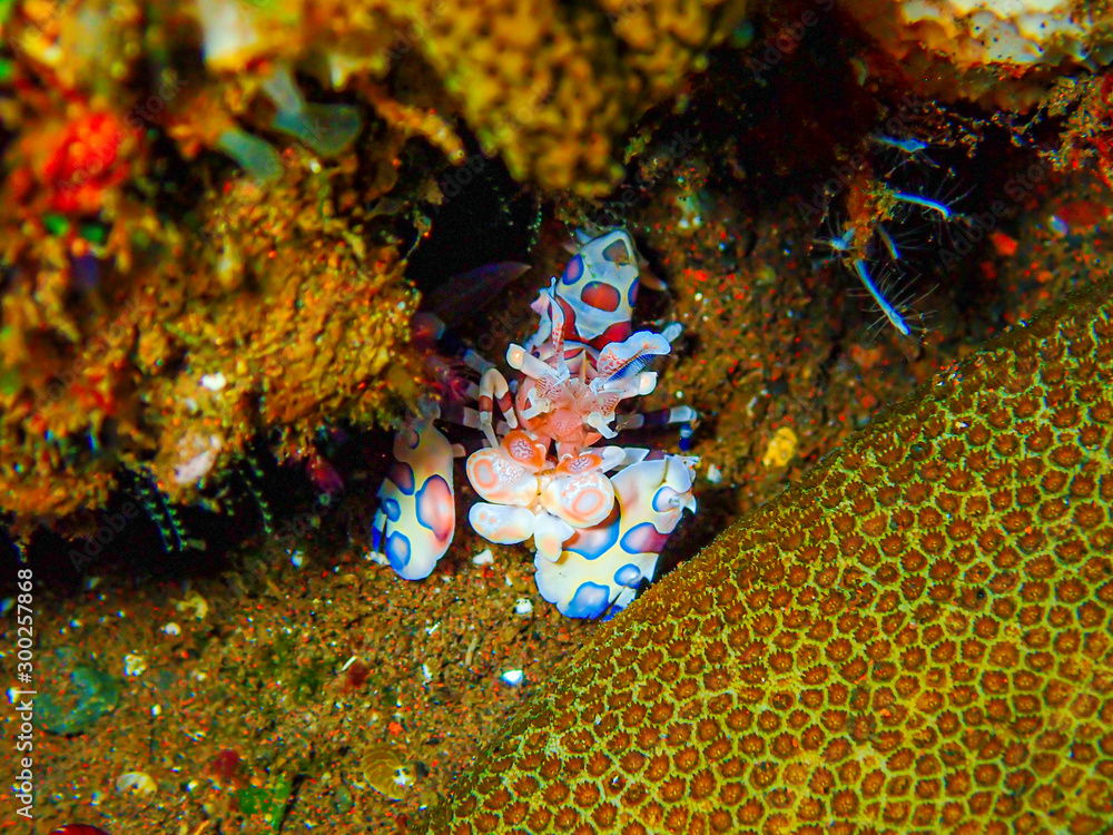 Small clown shrimp on the ocean floor below 15 meters under the sea Small clown shrimp on the ocean floor below 15 meters under the sea