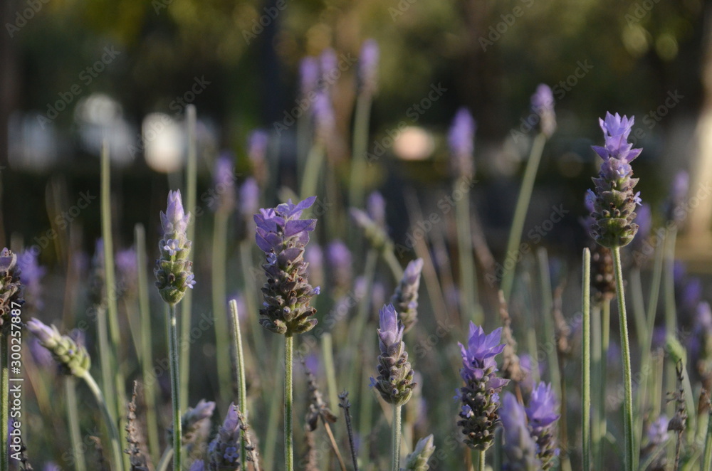 Fototapeta premium Flores de lavanda