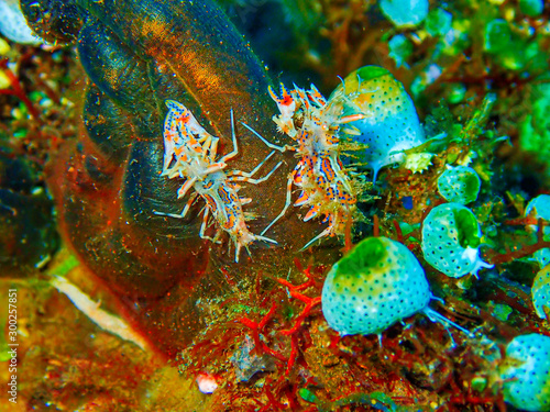 Small clown shrimp on the ocean floor below 15 meters under the sea