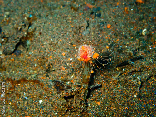 A small anemone lay on the ocean floor below 15 meters deep with sea slugs