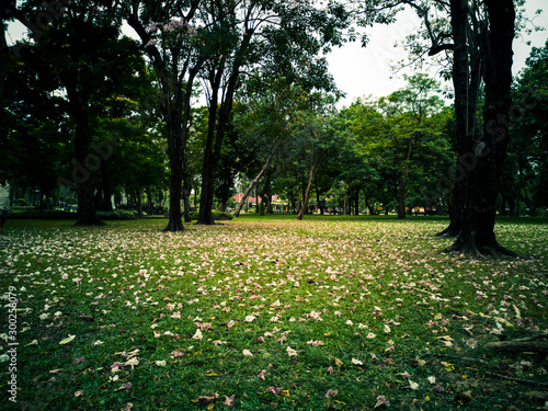 Tabebuia rosea located on the tree and fallen at the lawn ground. Bright Pink