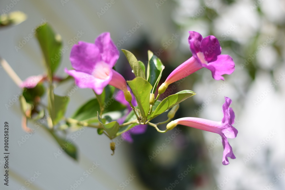 Obraz premium Pink flowers in the morning