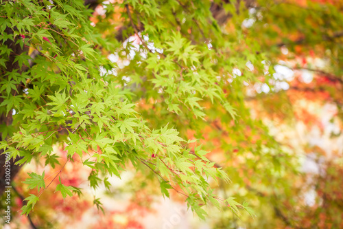 Beautiful maple leaf tree in autumn season