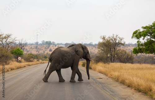 Wild African Elephant Crossing Road in National Park