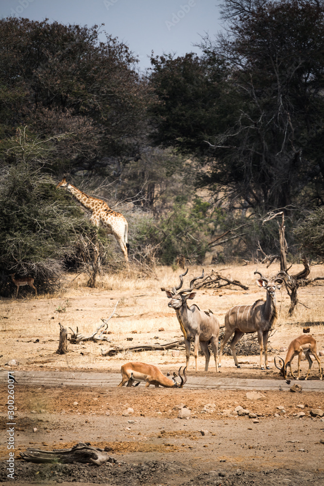Wild Giraffe, Deers and Mules in National Park Stock Photo | Adobe Stock