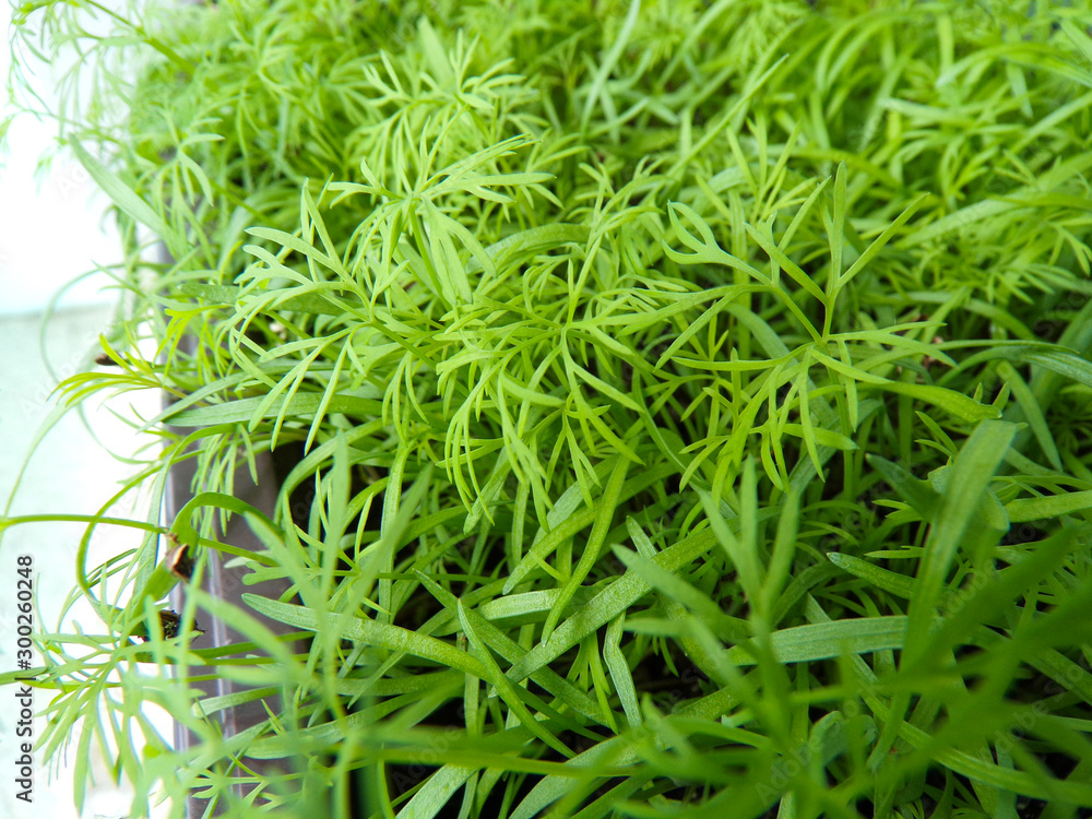 Homemade dill close-up growing on a balcony in the city. Growing greens at home. Homemade dill close-up growing on a balcony in the city. Growing greens at home.