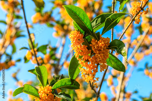 Ripe osmanthus in the garden in autumn