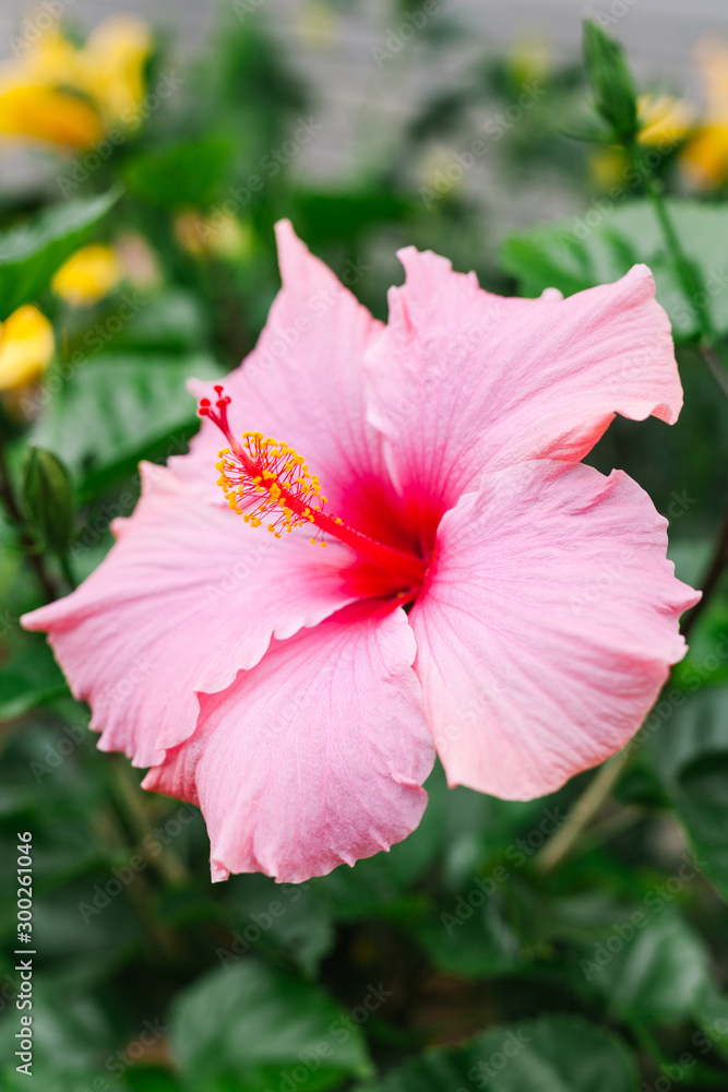 Close up of tropical exotic ombre pink Hawaiian hibiscus flower with yellow flowers in background