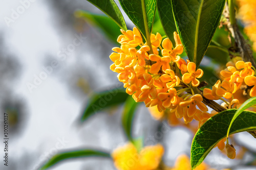 Ripe osmanthus in the garden in autumn