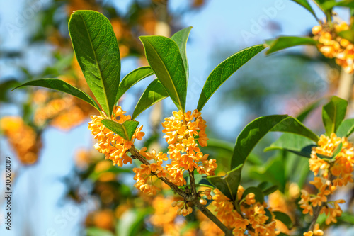 Ripe osmanthus in the garden in autumn